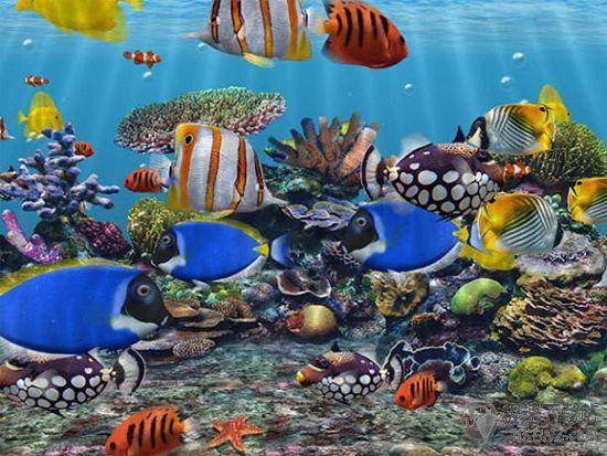 3D Fish School ScreenSaver 4.9 海底世界屏保